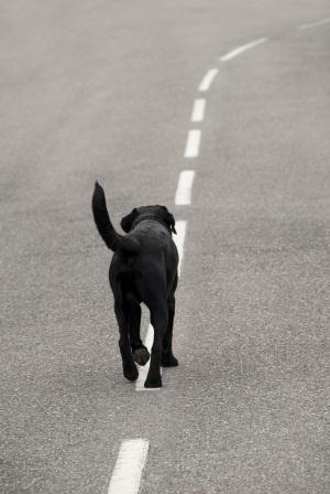 A Dog in the Road